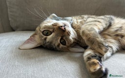 Savannah cats for sale: Beautiful Savannah cross - Image 1