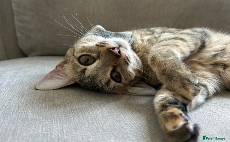 Savannah cats - Advert 1