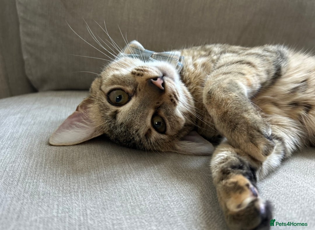 Savannah cats for sale: Beautiful Savannah cross - Image 1