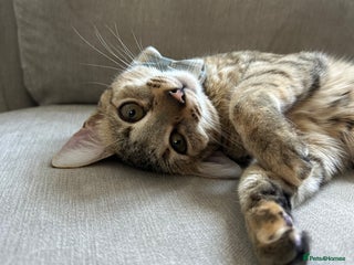 Savannah cats for sale - Advert 1