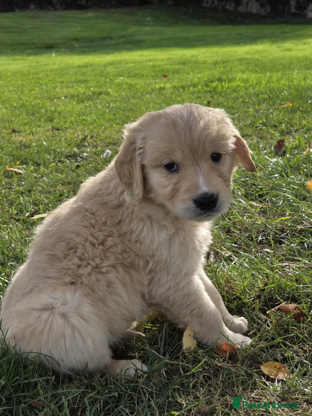 Golden Retriever dogs for sale: *Beautiful DNA clear kc reg Golden retriever pups* - Advert 13