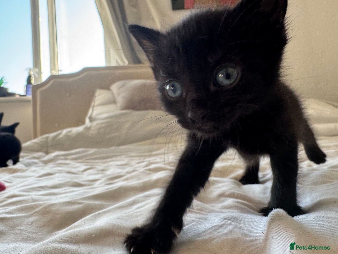 Mixed Breed cats for sale: 3x black kittens for sale  - Image 15