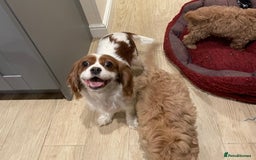 Cavapoo dogs for sale: F1 Cavapoo puppies - Image 17