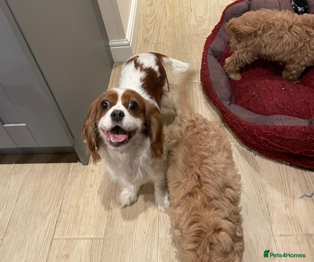 Cavapoo dogs for sale: F1 Cavapoo puppies - Image 17