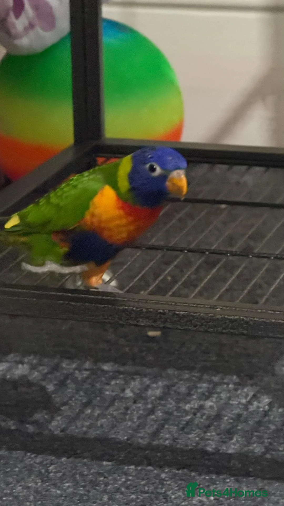 Lorikeets birds for sale: Lorikeet - Advert 2