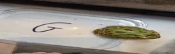 Turtle reptiles for sale: 2 common Snapping only 2 pac man frogs left - Advert 7