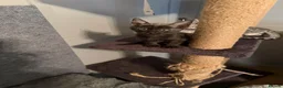 Bengal cats for sale: Bengal Savannah cross  in Irvine - Advert 7