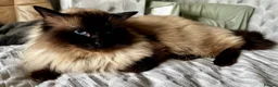 Ragdoll cats for sale: Beautiful Ragdoll kittens - Advert 6