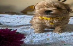 Maltipoo dogs for sale: Perfect small Maltipoo’s  puppy’s ❤️ - Image 3