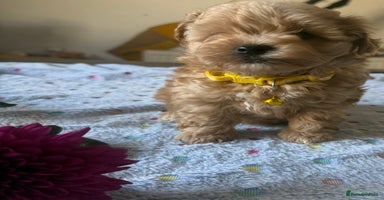 Maltipoo dogs - Advert 1