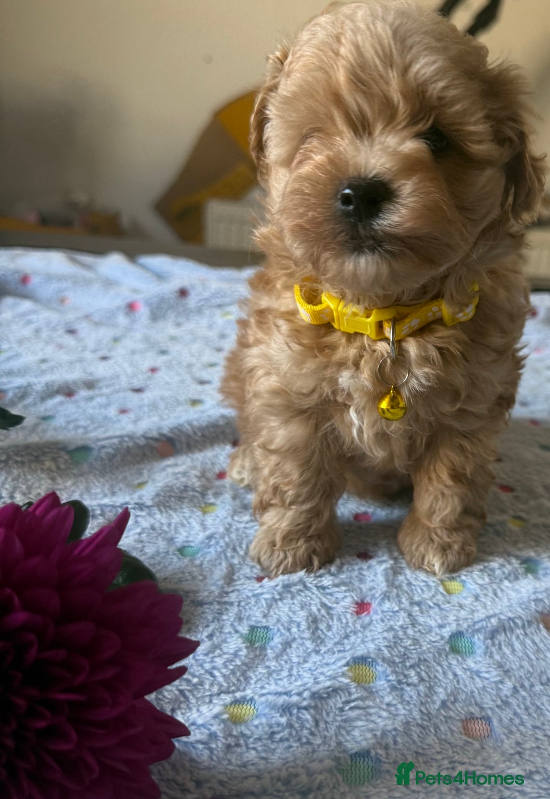 Maltipoo dogs for sale: Perfect small Maltipoo’s  puppy’s ❤️ - Image 3