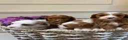 Miniature Poodle dogs for stud: PROVEN Miniature Merle Poodle 🩷🌸 - Advert 17