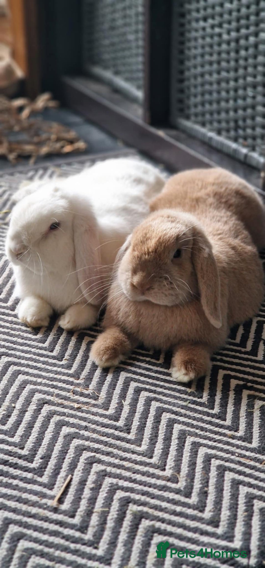 Mini Lop rabbits for sale: Two beautiful mini lops - Advert 6