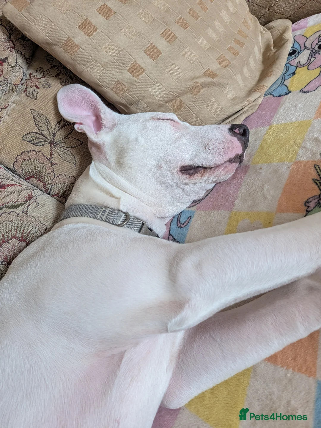 Lurcher dogs for sale: Suluki bull greyhound  in Bridlington - Advert 4