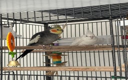 Cockatiels birds for sale: 2 Tamed 3yr old cocktails - Image 3