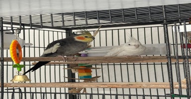 Cockatiels birds - Advert 3