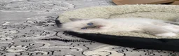 Ragdoll cats for sale: ✨Adorable Ragdoll kittens for sale✨ in Glasgow - Advert 7