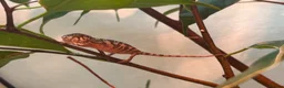 Chameleon reptiles for sale: Red belly red bar Panther chameleons  - Advert 2