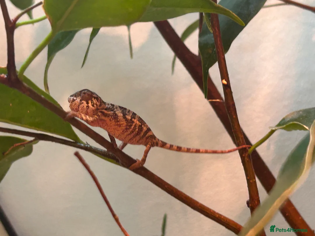 Chameleon reptiles for sale: Red belly red bar Panther chameleons  - Advert 2