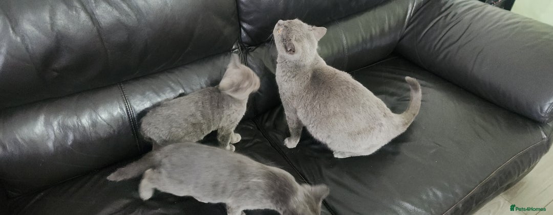 Russian Blue cats for sale: Pure Russian Blue kittens  - Image 8