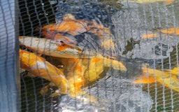 Koi Carp fish for sale: KOI FOR SALE - Image 10