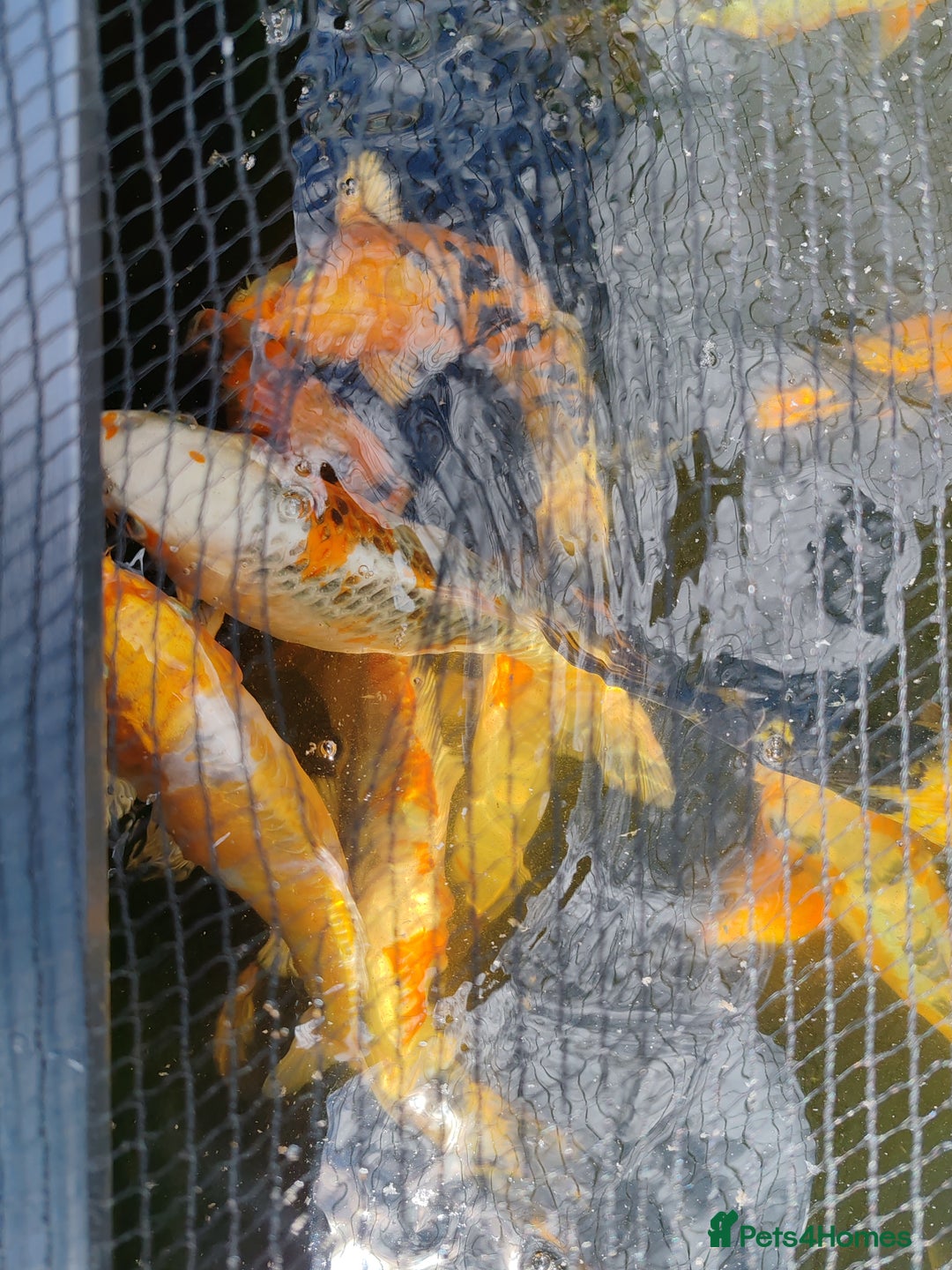 Koi Carp fish for sale: KOI FOR SALE - Image 10