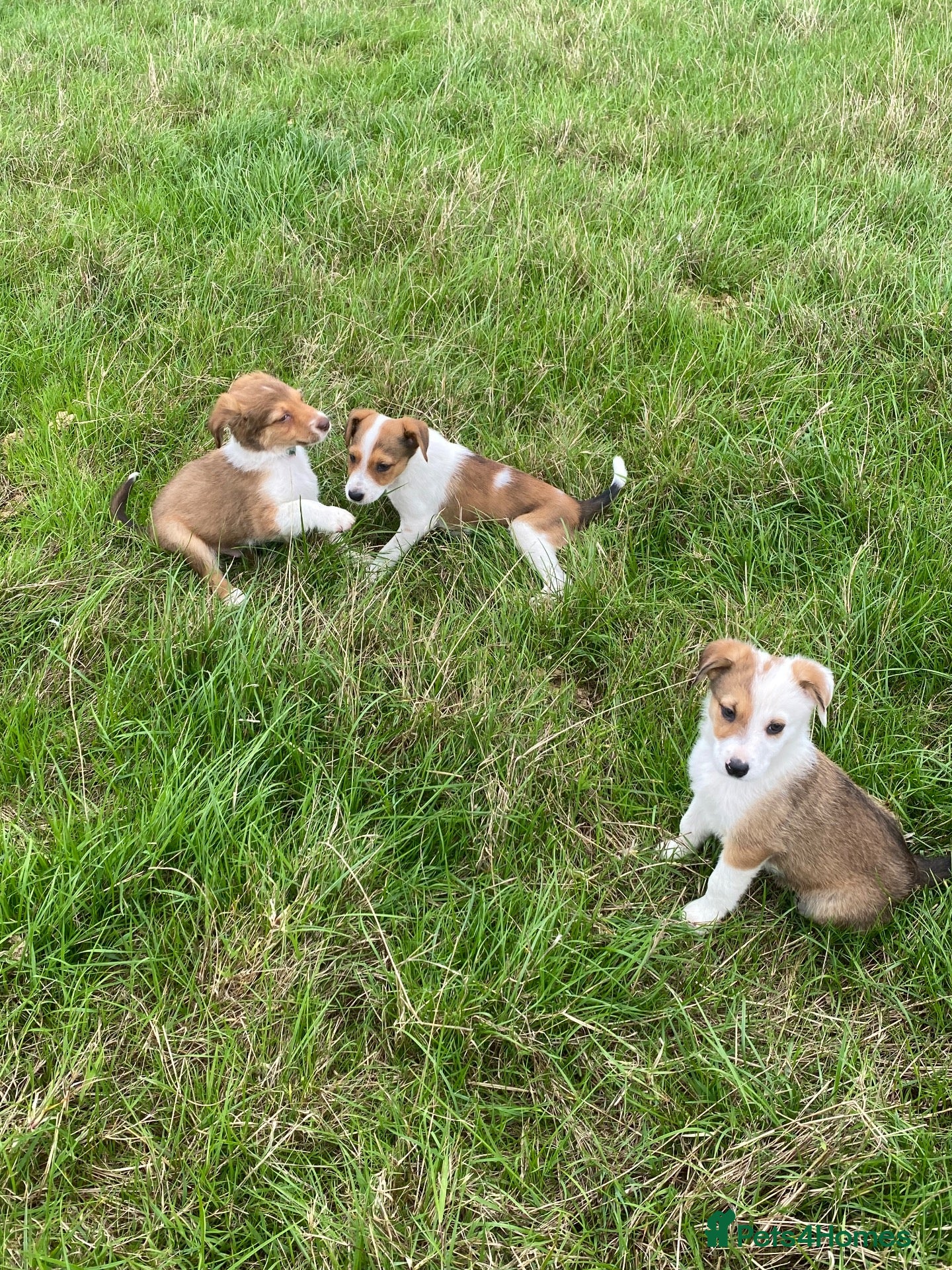 Welsh Collie dogs Welsh sheepdog puppies for sale  - Advert 1