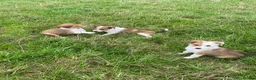 Welsh Collie dogs for sale: Welsh sheepdog puppies for sale  - Advert 1