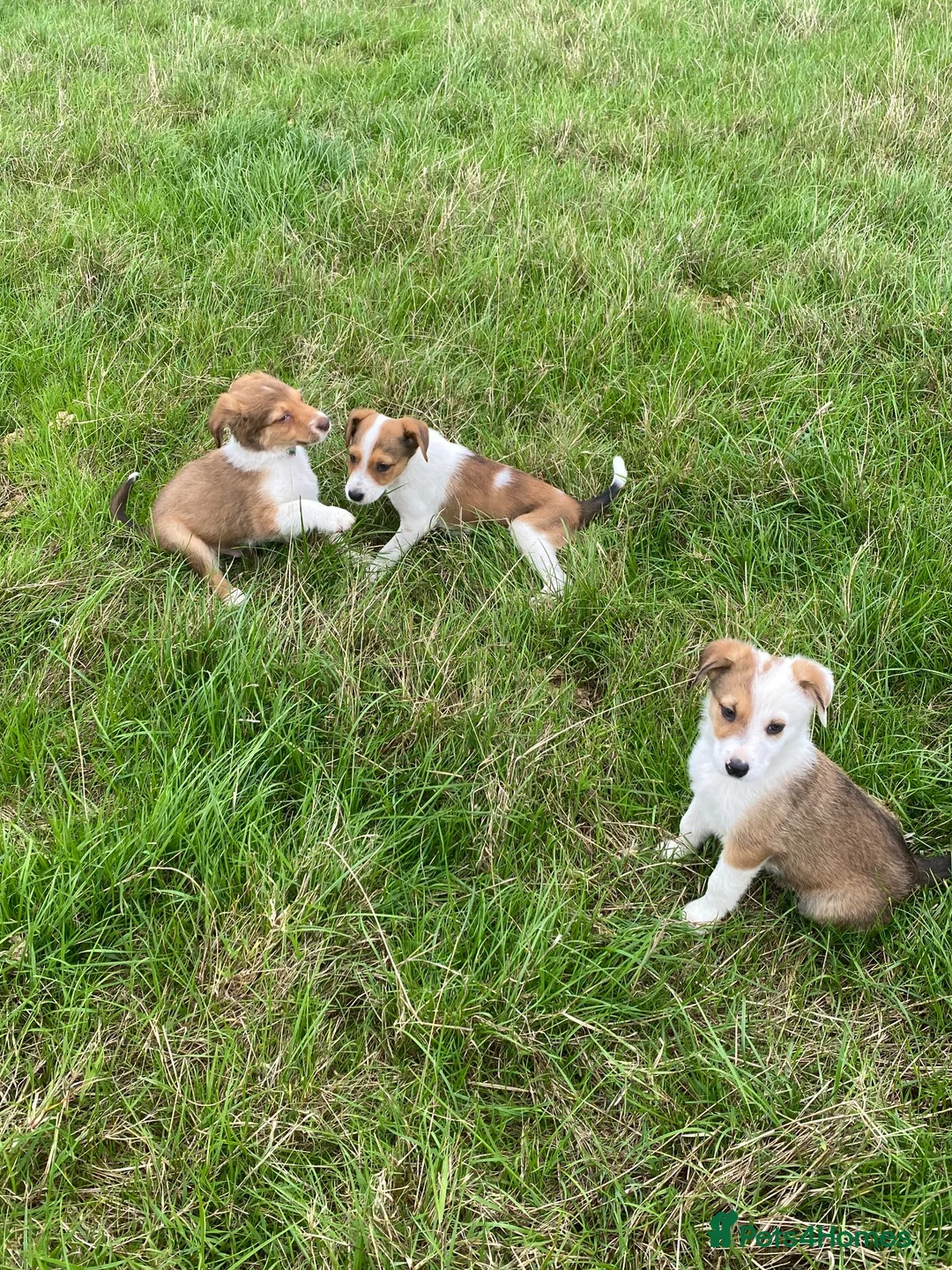 Welsh Collie dogs for sale: Welsh sheepdog puppies for sale  - Advert 1