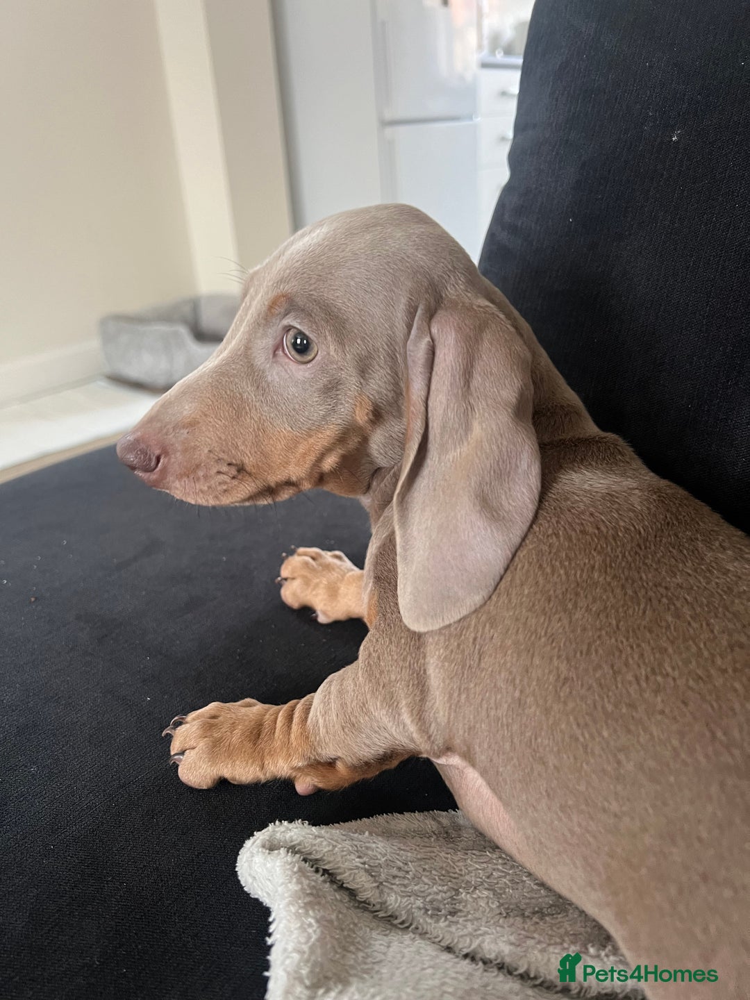 Miniature Dachshund dogs for sale: Loving Home needed for Bleu 💙 - Image 6