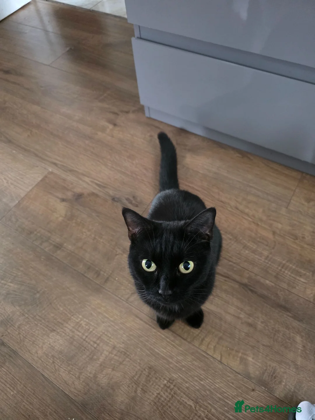 Mixed Breed cats for sale: Kitten male black  - Advert 2