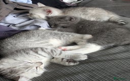 Mixed Breed cats for sale: 2 British Shorthair cross Ragdoll Boys Available  - Image 10