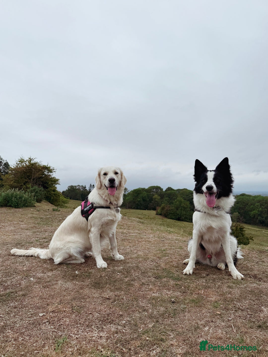 Mixed Breed dogs for sale: Looking for new best forever home for my dogs - Advert 8