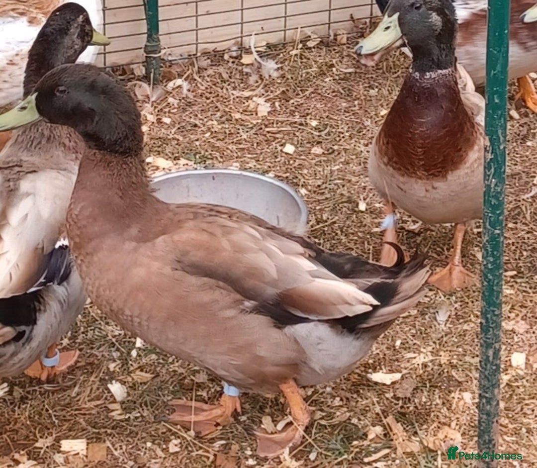 Ducks poultry for sale: Khaki Campbell 2025 drakes, offers considered in Tiverton - Image 13