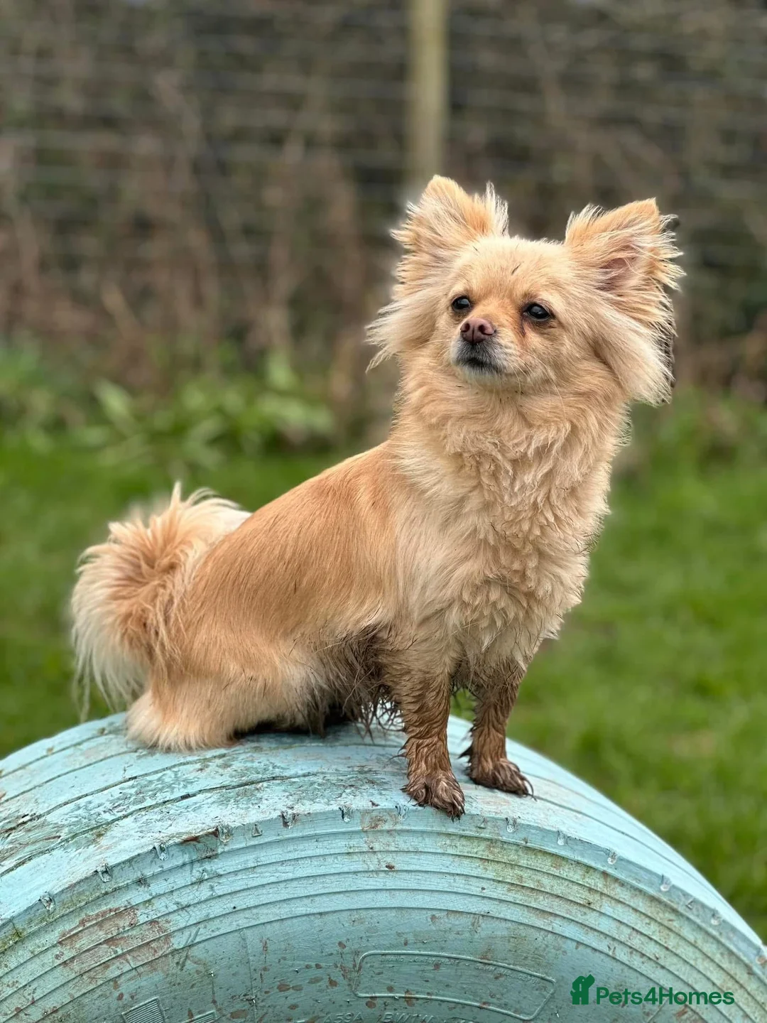 Pomchi dogs for sale: Beutiful  not neutered  - Advert 3