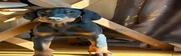 Dobermann dogs for sale: KC Registered Doberman | 91 Champions in Parents - Advert 4