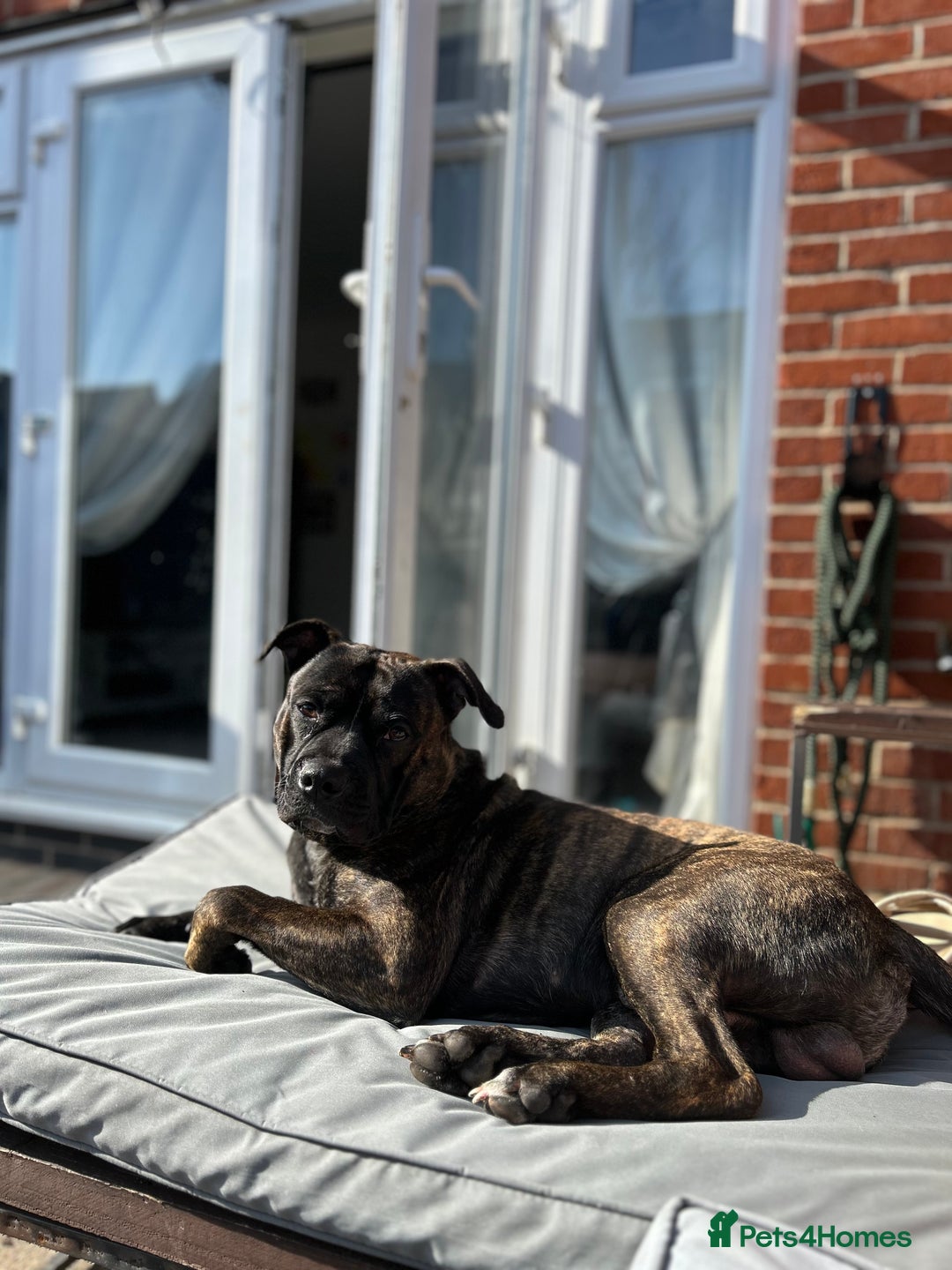 Mixed Breed dogs for sale: Staff cross - Advert 3