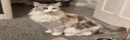 Maine Coon cats for sale: Last maine coon kitten - Advert 7