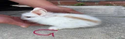 Lionhead rabbits for sale: Lionhead - Advert 5