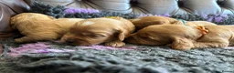 Cockapoo dogs for sale: F1 cockapoo puppies  - Advert 7