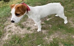 Parson Russell dogs for sale: Quality Parson Russell terrier pups - Image 5