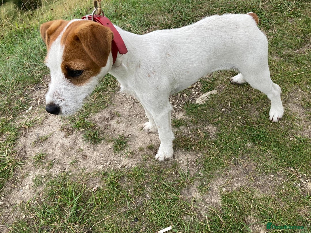 Parson Russell dogs for sale: Quality Parson Russell terrier pups - Image 5