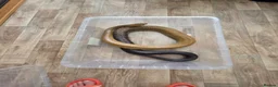 Snake reptiles for sale: Pairof Black Tailed cribos - Advert 5