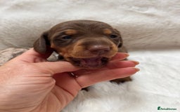 Miniature Dachshund dogs for sale: Smooth Miniature Dachshund Puppies  - Image 6