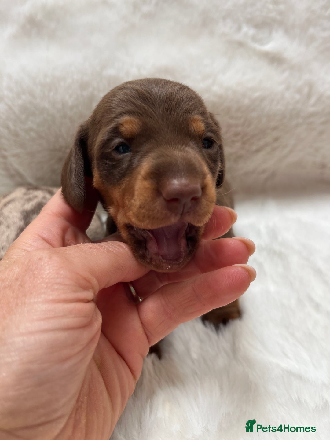 Miniature Dachshund dogs for sale: Smooth Miniature Dachshund Puppies  - Image 6
