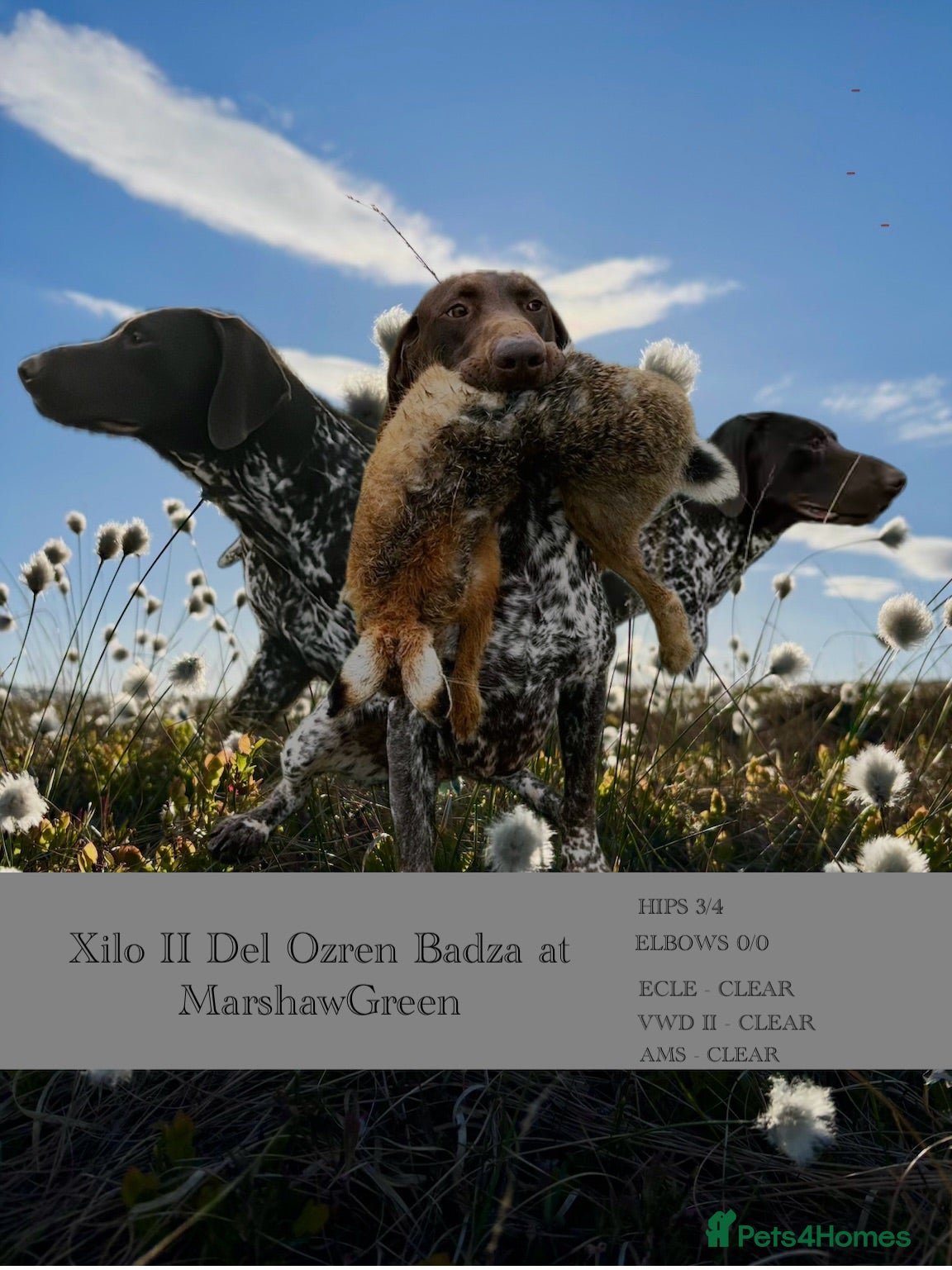 German Shorthaired Pointer dogs Stunning KC Reg imp German shorthaired pointer.  - Advert 3