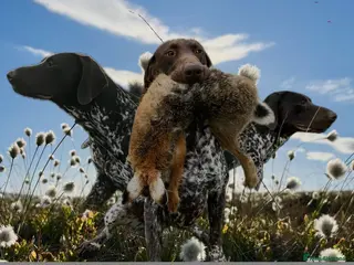 German Shorthaired Pointer dogs Stunning KC Reg imp German shorthaired pointer. - Advert 3