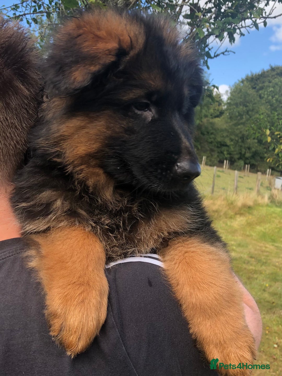 German Shepherd dogs for sale: Beautiful chunky long haired black, tan & red pups - Image 2