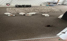 Ragdoll cats for sale: 4xfemales , 1xmale - Advert 9