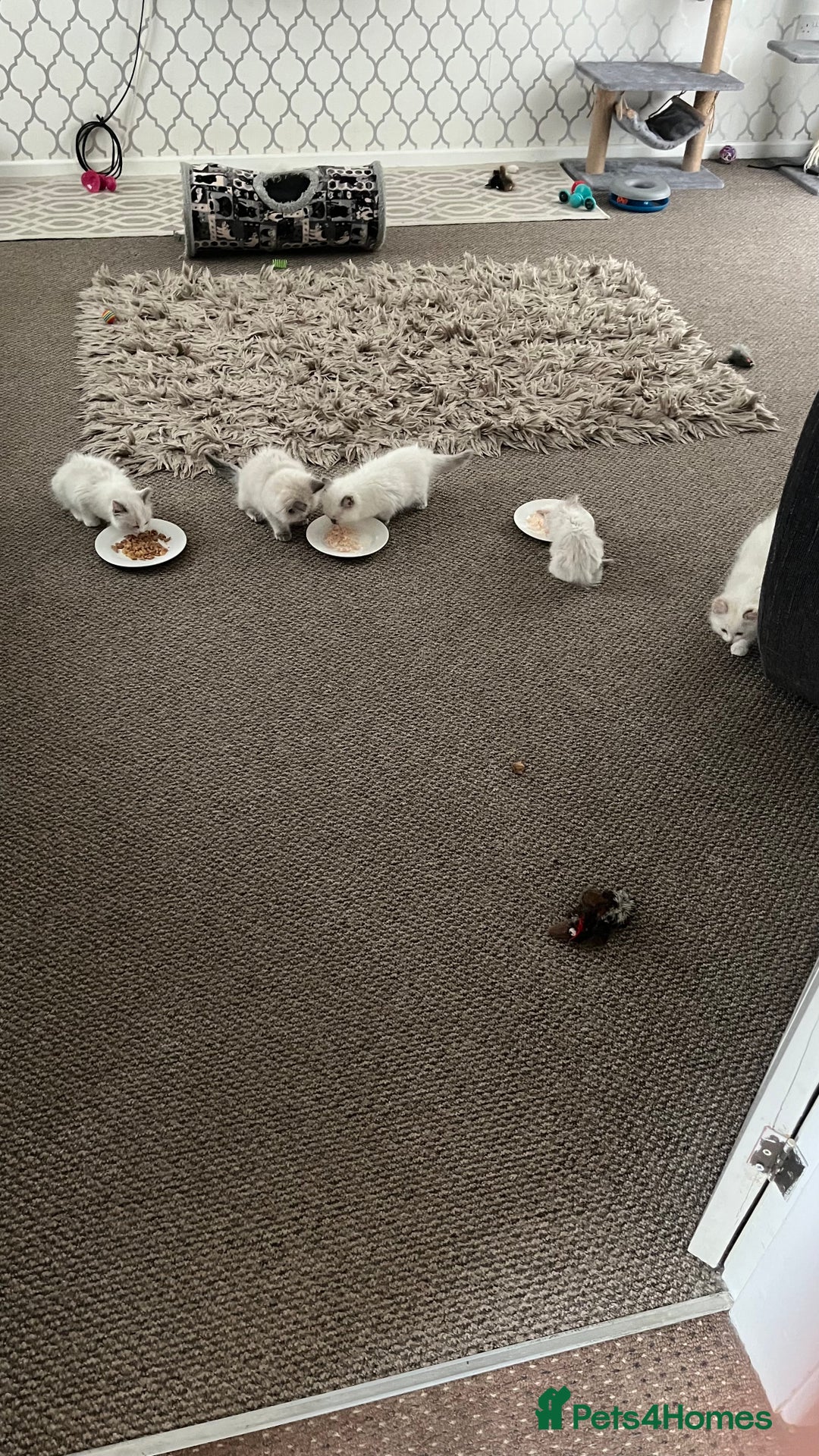 Ragdoll cats for sale: 4xfemales , 1xmale - Advert 9